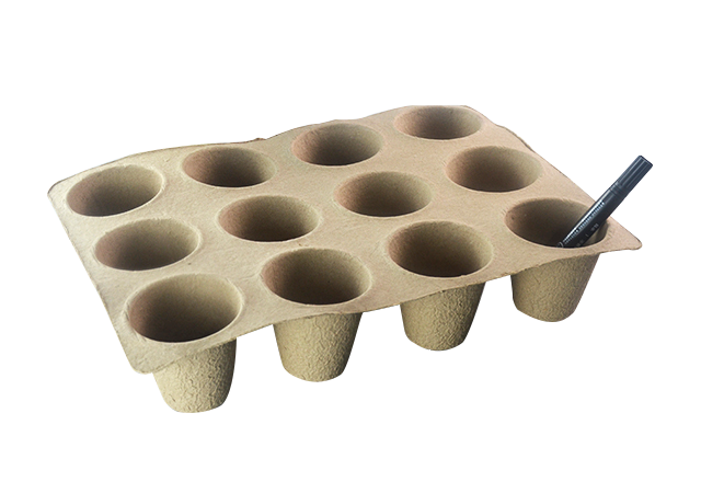 12 Seedling Cup