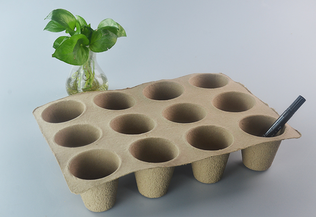 12 Seedling Cup